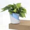 Buy Philodendron Brasil Pothos - Plant From Nursery Nisarga