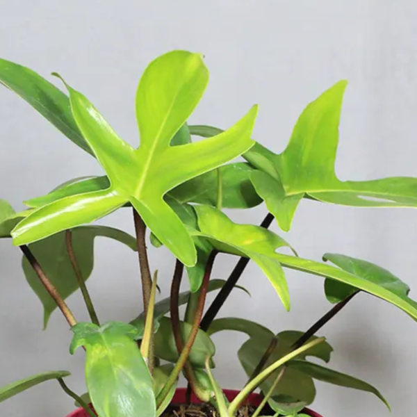 Buy Philodendron Florida Ghost - Plant Buy From Nursery Nisarga