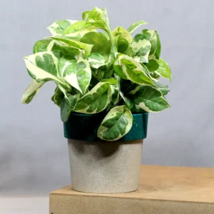 Buy Pothos N'Joy | Epipremnum aureum money plant From Nursery Nisarga