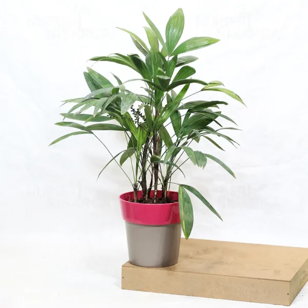 Buy Dwarf Rhapis Excelsa - Lady Finger Palm From Nursery Nisarga