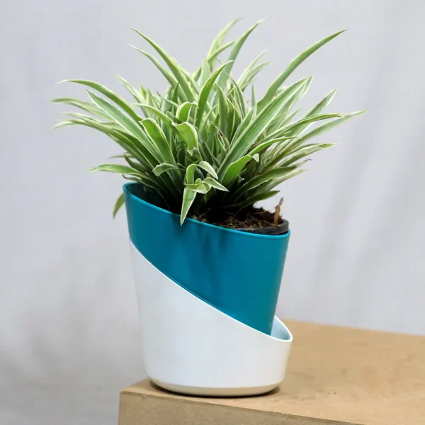 Buy Chlorophytum Comosum (Spider Plant) From Nursery Nisarga