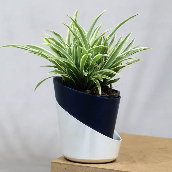 Buy Chlorophytum Comosum (Spider Plant) From Nursery Nisarga