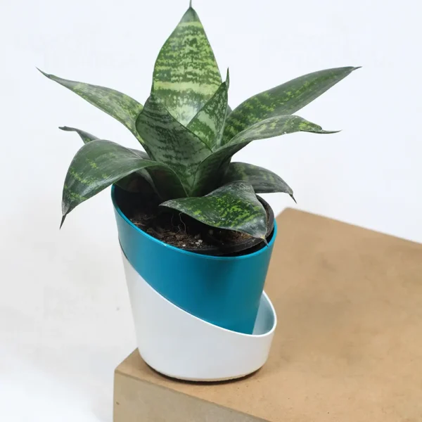 Buy Dwarf Snake Plant with colored Finished Pot From Nursery Nisarga