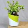 Buy Jade Plant (Miniature Crassula Ovata) from nursery nisarga