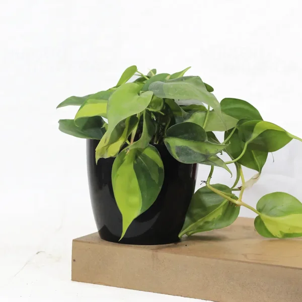 Buy Philodendron Brasil Pothos - Plant From Nursery Nisarga