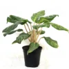 Buy Aglaonema Moonlight Bay (Pink Stem) - Plant From Nursery Nisarga