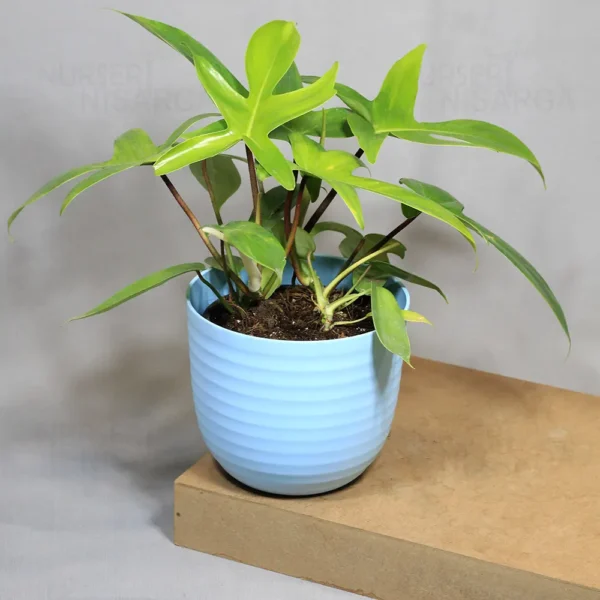 Buy Philodendron Florida Ghost - Plant Buy From Nursery Nisarga