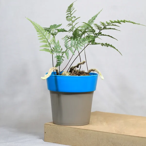 Buy Rabbit foot Fern | Davallia fejeensis - Plants From Nursery Nisarga