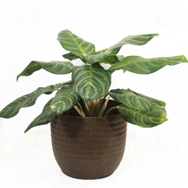 Buy Aglaonema Moonlight Bay (Pink Stem) - Plant From Nursery Nisarga