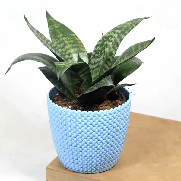 Buy Dwarf Snake Plant with colored Finished Pot From Nursery Nisarga