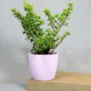 Buy Jade Plant (Miniature Crassula Ovata) from nursery nisarga