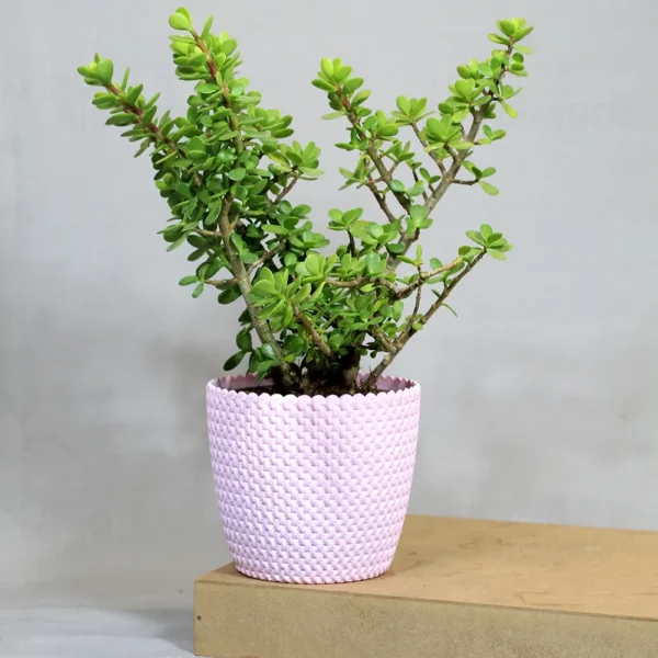 Buy Jade Plant (Miniature Crassula Ovata) from nursery nisarga