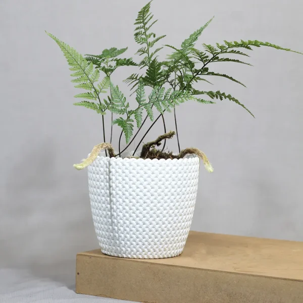 Buy Rabbit foot Fern | Davallia fejeensis - Plants From Nursery Nisarga