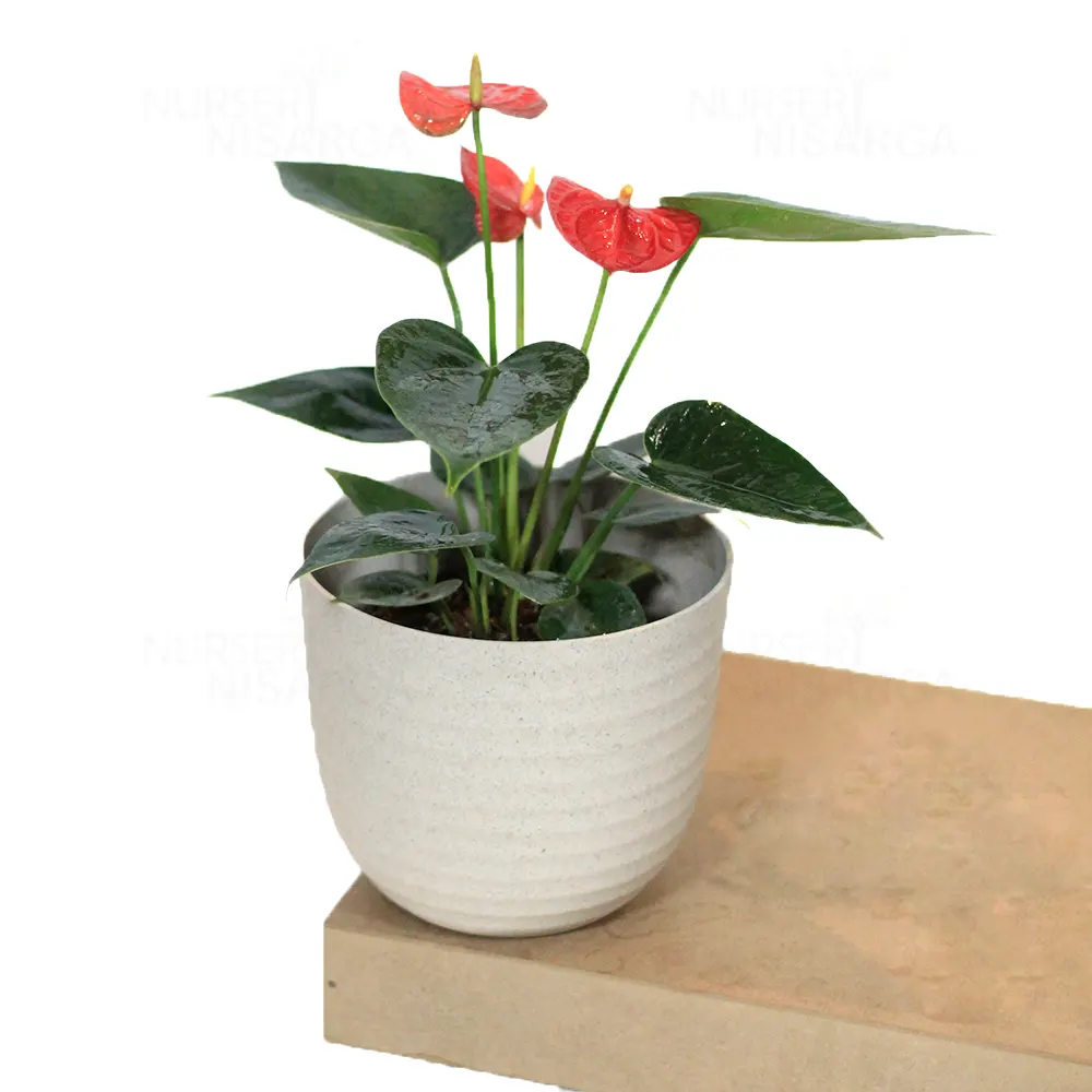 Buy Red Anthurium Plant | Painter’s Palette – Plants From Nursery Nisarga