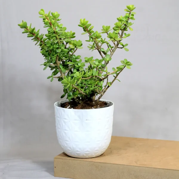 Buy Jade Plant (Miniature Crassula Ovata) from nursery nisarga