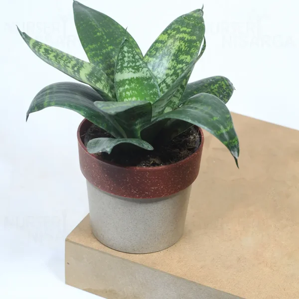 Buy Dwarf Snake Plant with colored Finished Pot From Nursery Nisarga