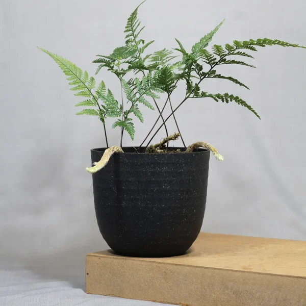 Buy Rabbit foot Fern | Davallia fejeensis - Plants From Nursery Nisarga