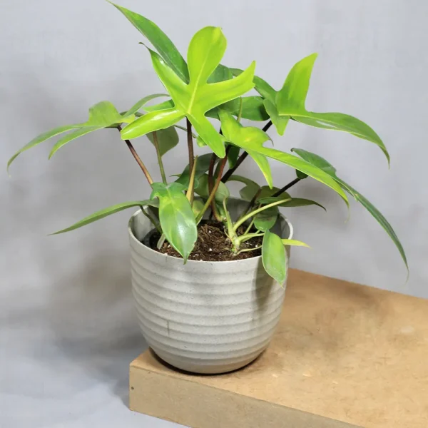 Buy Philodendron Florida Ghost - Plant Buy From Nursery Nisarga