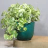 Buy Pothos N'Joy | Epipremnum aureum money plant From Nursery Nisarga