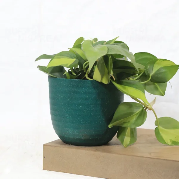 Buy Philodendron Brasil Pothos - Plant From Nursery Nisarga