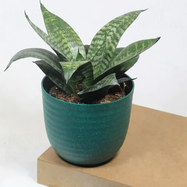 Buy Dwarf Snake Plant with colored Finished Pot From Nursery Nisarga