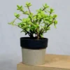 Buy Jade Plant (Miniature Crassula Ovata) from nursery nisarga