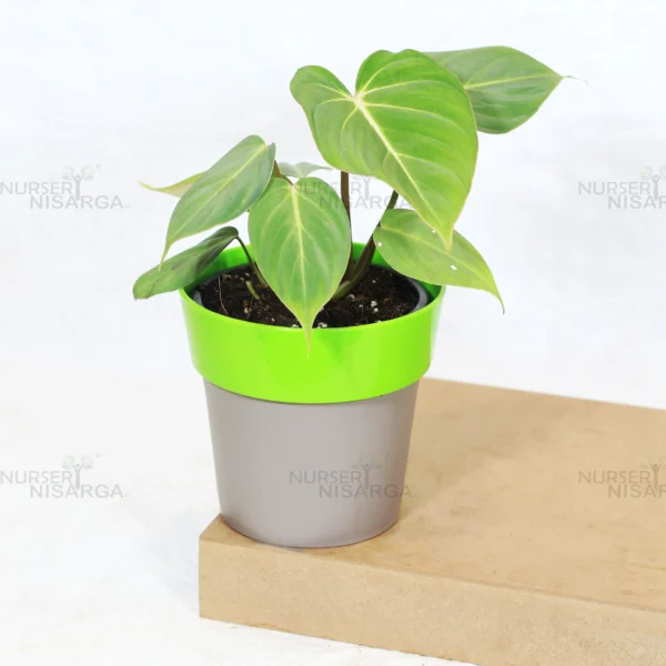 Buy Philodendron Gloriosum | Glorious Philo plant From Nursery Nisarga