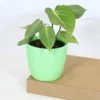 Buy Philodendron Gloriosum | Glorious Philo plant From Nursery Nisarga