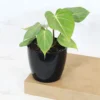 Buy Philodendron Gloriosum | Glorious Philo plant From Nursery Nisarga