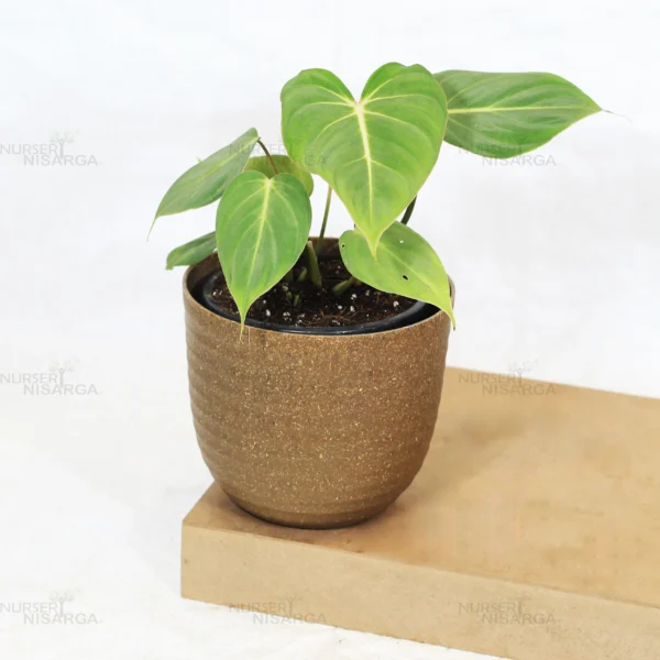 Buy Philodendron Gloriosum | Glorious Philo plant From Nursery Nisarga