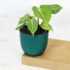 Buy Philodendron Gloriosum | Glorious Philo plant From Nursery Nisarga