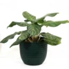 Buy Aglaonema Moonlight Bay (Pink Stem) - Plant From Nursery Nisarga