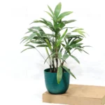 Buy Dwarf Rhapis Excelsa - Lady Finger Palm From Nursery Nisarga