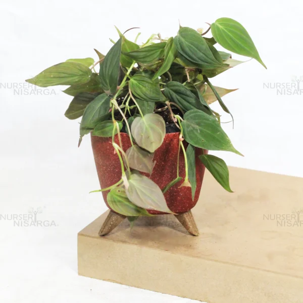 Buy Philodendron Micans (Velvet Leaf Philodendron) From Nursery Nisarga