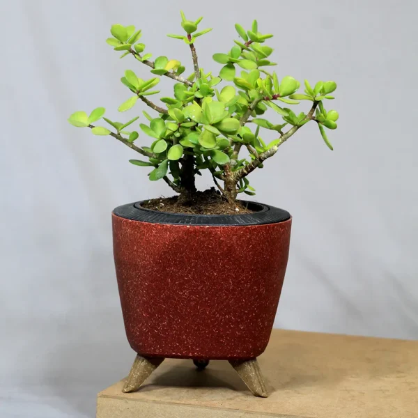 Buy Jade Plant (Miniature Crassula Ovata) from nursery nisarga