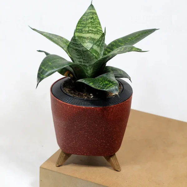 Buy Dwarf Snake Plant with colored Finished Pot From Nursery Nisarga