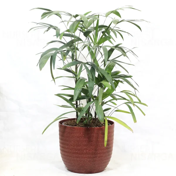 Buy Dwarf Rhapis Excelsa - Lady Finger Palm From Nursery Nisarga