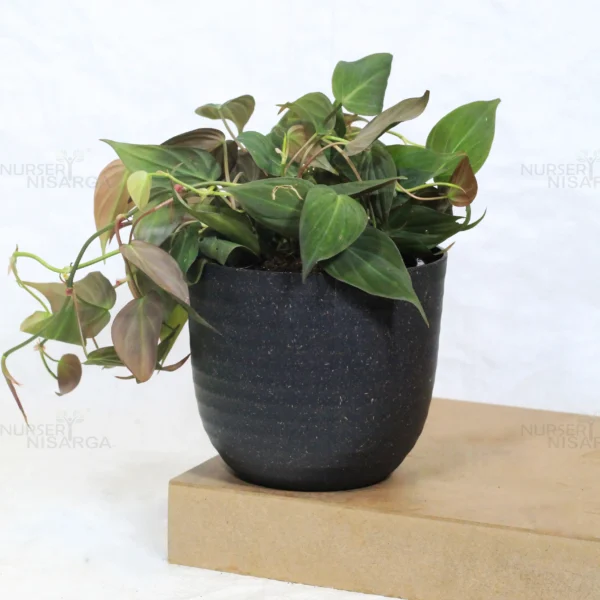 Buy Philodendron Micans (Velvet Leaf Philodendron) From Nursery Nisarga