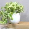 Buy Pothos N'Joy | Epipremnum aureum money plant From Nursery Nisarga