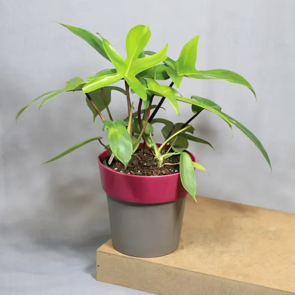 Buy Philodendron Florida Ghost - Plant Buy From Nursery Nisarga