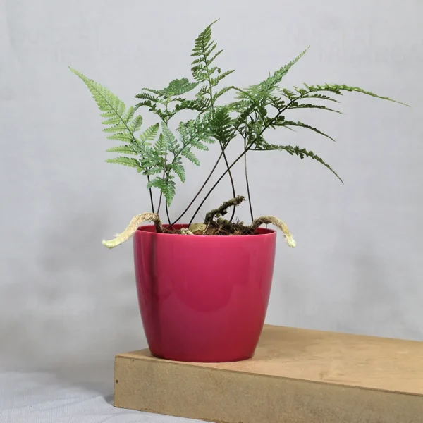 Buy Rabbit foot Fern | Davallia fejeensis - Plants From Nursery Nisarga