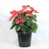 Buy Poinsettia plant | Euphorbia pulcherrima - Plants From Nursery Nisarga