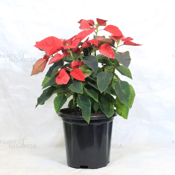 Buy Poinsettia plant | Euphorbia pulcherrima - Plants From Nursery Nisarga