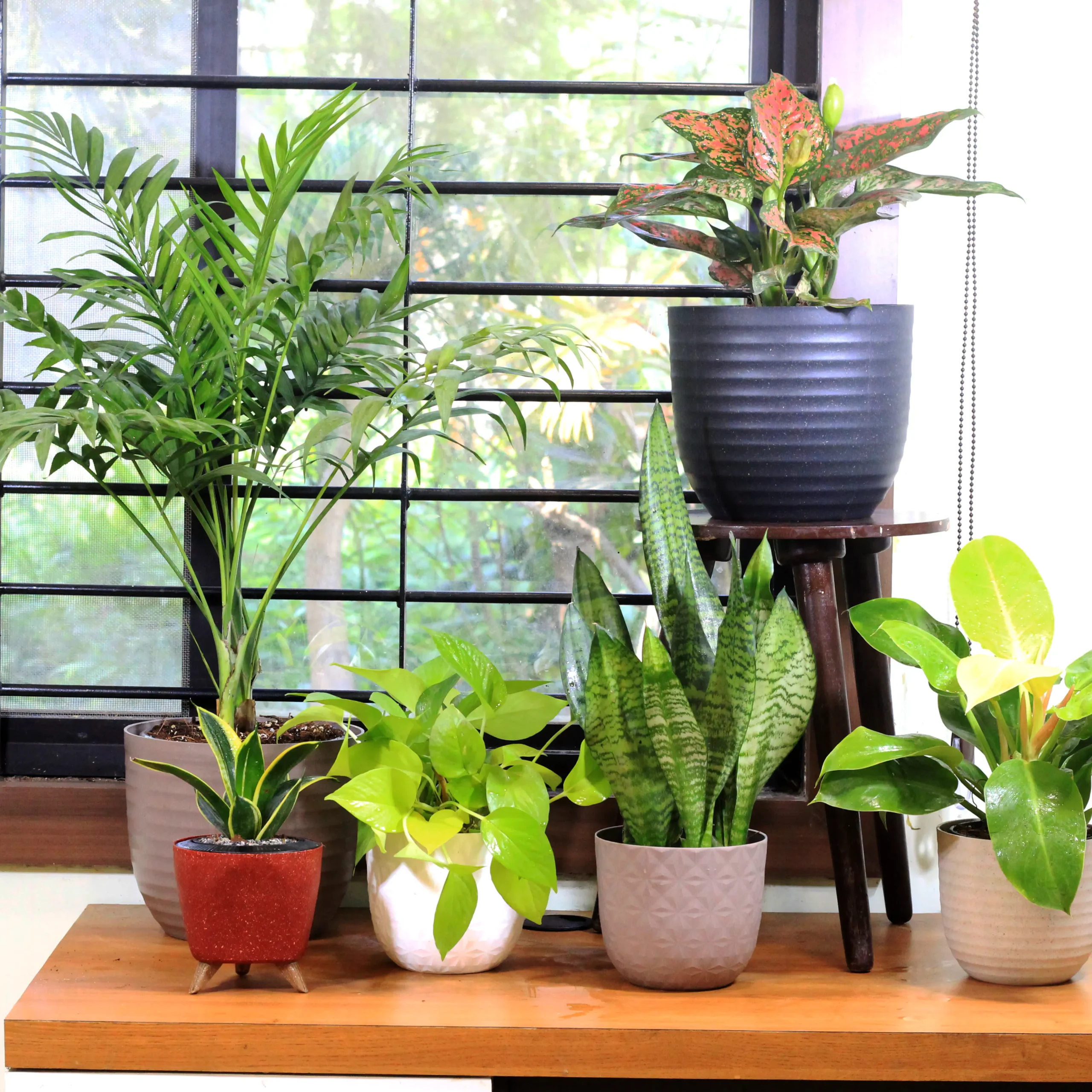 Buy indoor plants and pots from nursery nisarga