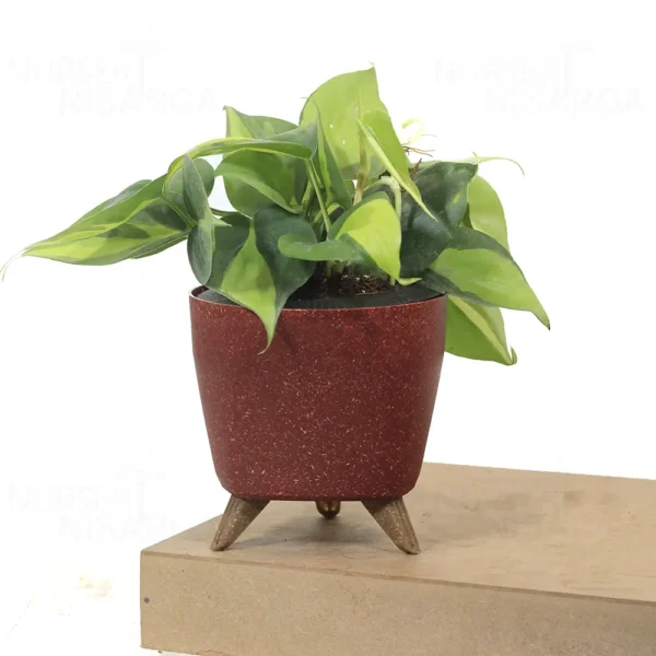 Buy Philodendron Brasil Pothos - Plant From Nursery Nisarga