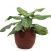 Buy Aglaonema Moonlight Bay (Pink Stem) - Plant From Nursery Nisarga