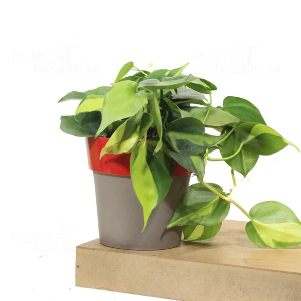 Buy Philodendron Brasil Pothos - Plant From Nursery Nisarga