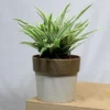 Buy Chlorophytum Comosum (Spider Plant) From Nursery Nisarga