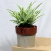 Buy Chlorophytum Comosum (Spider Plant) From Nursery Nisarga