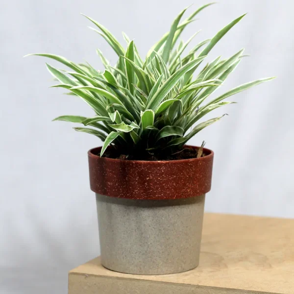 Buy Chlorophytum Comosum (Spider Plant) From Nursery Nisarga